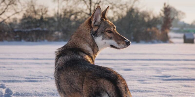 Raseprofil: Tamaskan
