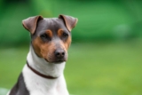 Raseprofil: Terrier brasileiro (brasiliansk terrier)