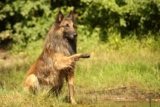 Raseprofil: Tervueren