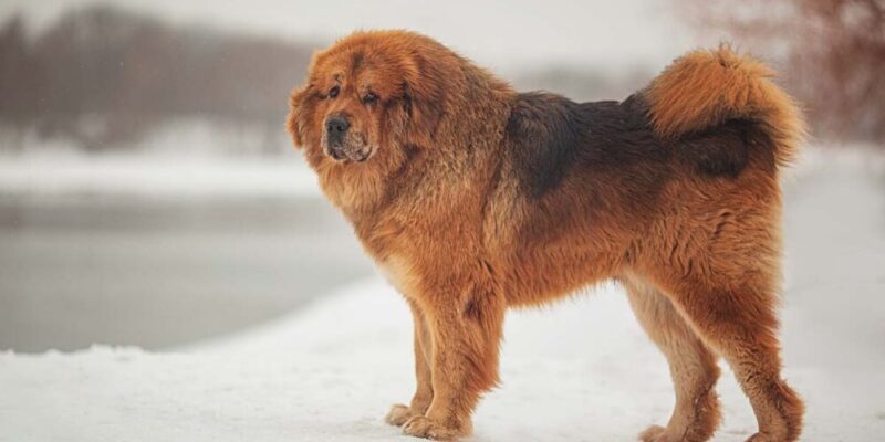 Raseprofil: Tibetansk mastiff