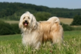 Raseprofil: Tibetansk terrier