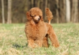 Raseprofil: Toy puddel