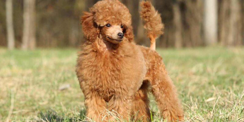 Raseprofil: Toy puddel