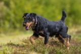 Raseprofil: Tysk jaktterrier