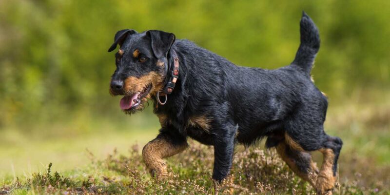 Raseprofil: Tysk jaktterrier
