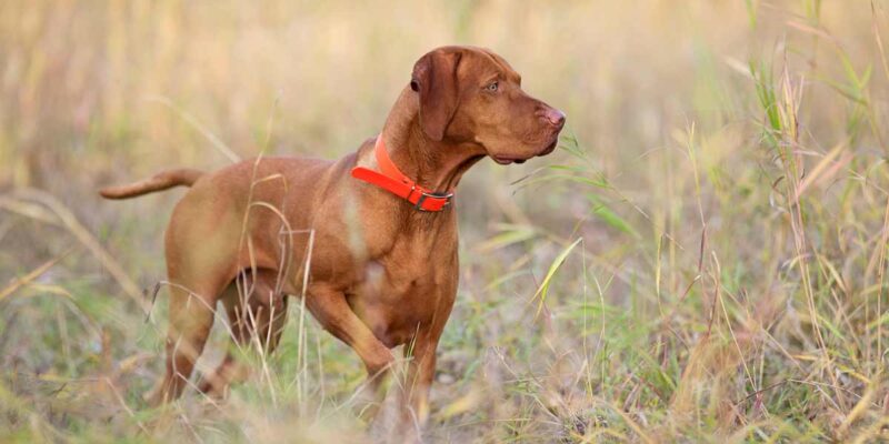 Raseprofil: Ungarsk vizsla