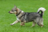 Raseprofil: Västgötaspets (svensk vallhund)