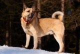 Raseprofil: Vestsibirsk laika