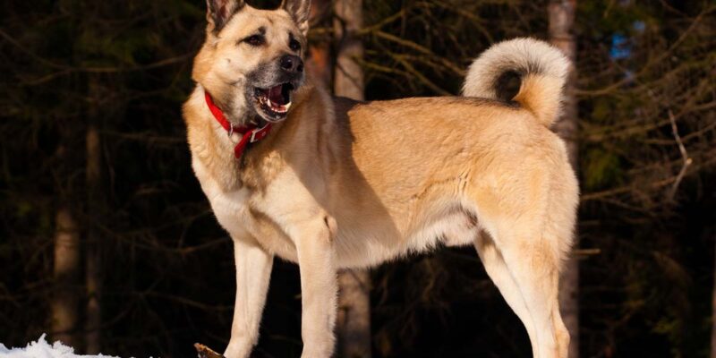 Raseprofil: Vestsibirsk laika