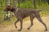 Raseprofil: Vorstehhund korthåret