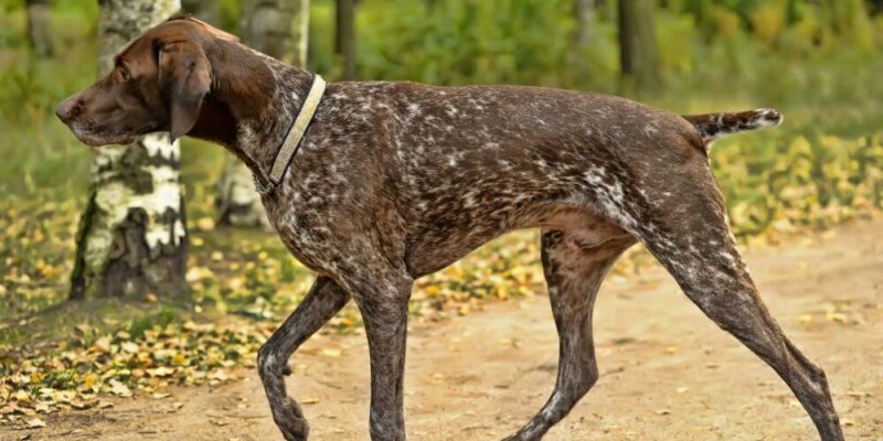 Raseprofil: Vorstehhund korthåret