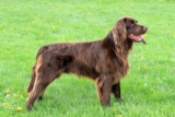 Raseprofil: Vorstehhund langhåret