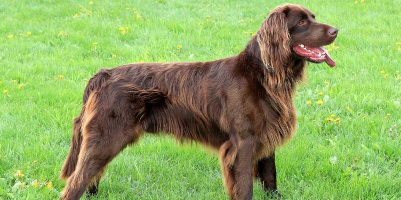 Raseprofil: Vorstehhund langhåret