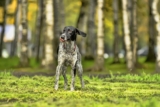 Raseprofil: Vorstehhund strihåret