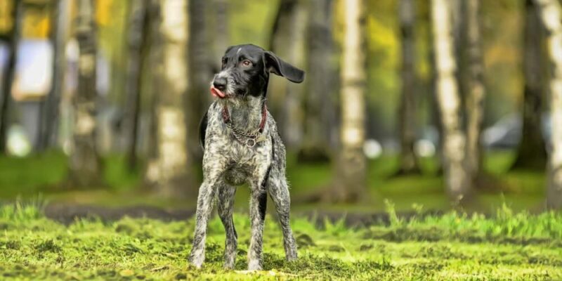 Raseprofil: Vorstehhund strihåret