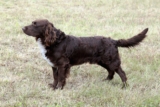 Raseprofil: Wachtelhund