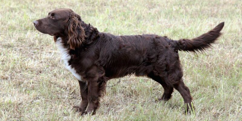 Raseprofil: Wachtelhund
