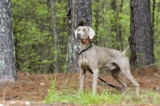 Raseprofil: Weimaraner