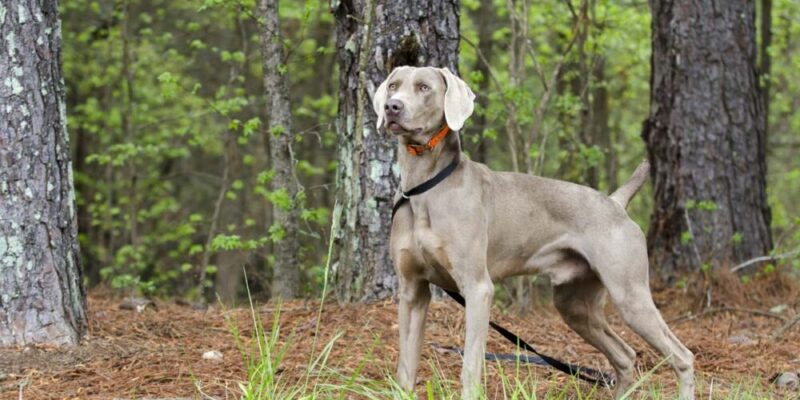 Raseprofil: Weimaraner