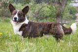 Raseprofil: Welsh corgi cardigan