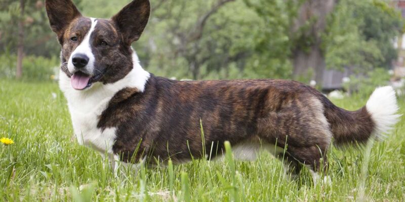 Raseprofil: Welsh corgi cardigan