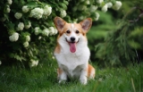 Raseprofil: Welsh corgi pembroke