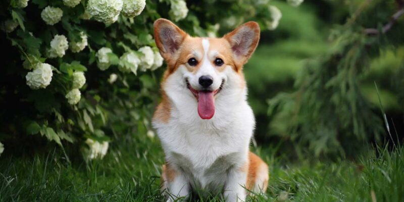 Raseprofil: Welsh corgi pembroke