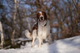 Raseprofil: Welsh springer spaniel