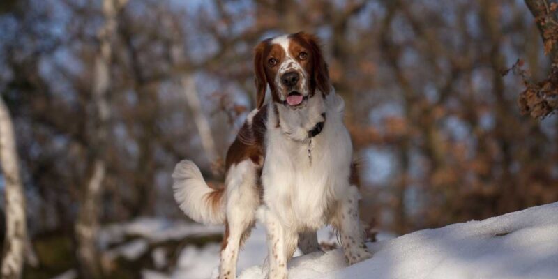 Raseprofil: Welsh springer spaniel