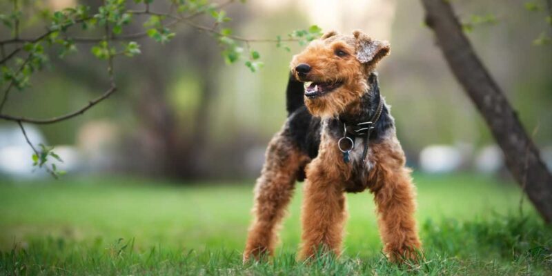 Raseprofil: Welsh terrier