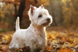 Raseprofil: West highland white terrier