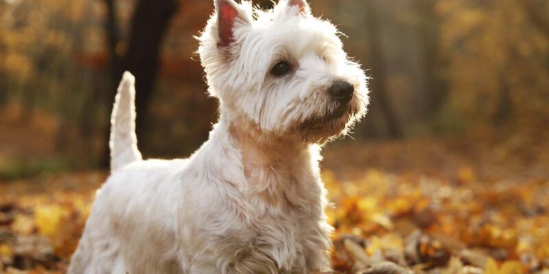 Raseprofil: West highland white terrier