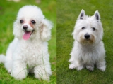 Raseprofil: Westiepoo