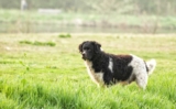 Raseprofil: Wetterhoun