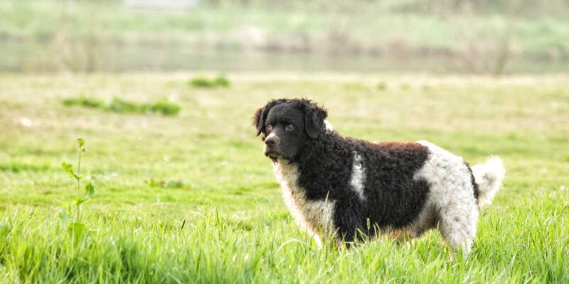 Raseprofil: Wetterhoun