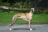Raseprofil: Whippet