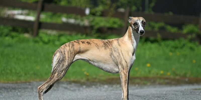 Raseprofil: Whippet