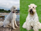Raseprofil: Whoodle