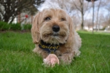 Raseprofil: Yorkipoo