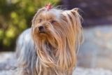 Raseprofil: Yorkshire terrier