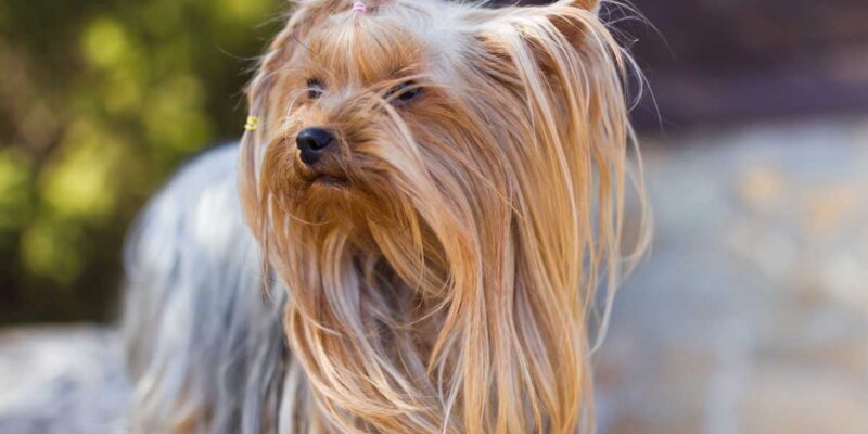 Raseprofil: Yorkshire terrier